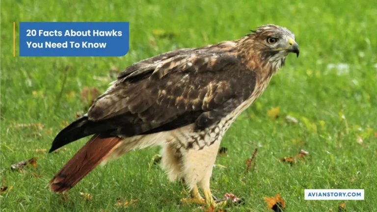 20 Facts About Hawks You Need To Know