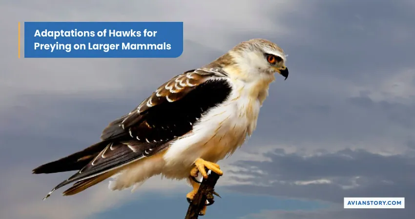 Adaptations Of Hawks For Preying On Larger Mammals.webp