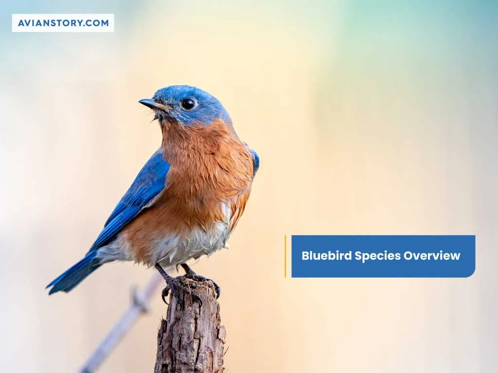 Do Hawks Eat Bluebirds? All You Need To Know! 3