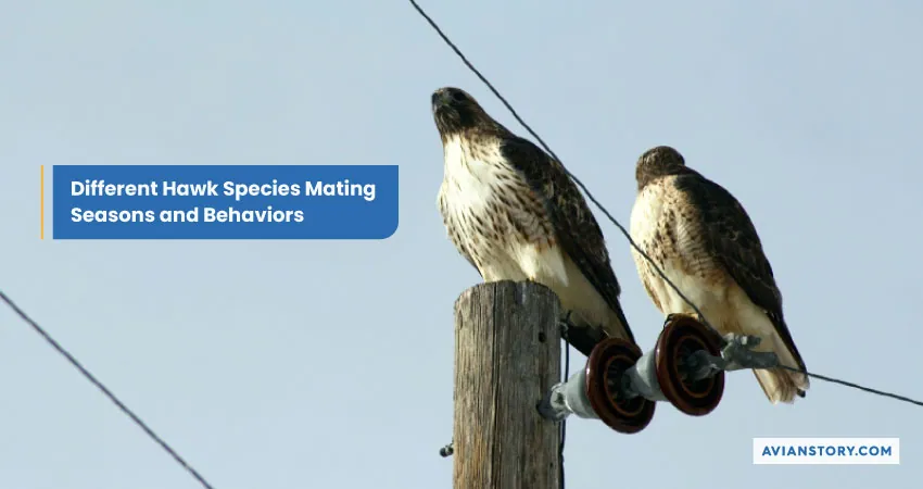 Hawk Breeding: An Insight into Their Nesting Secrets 9