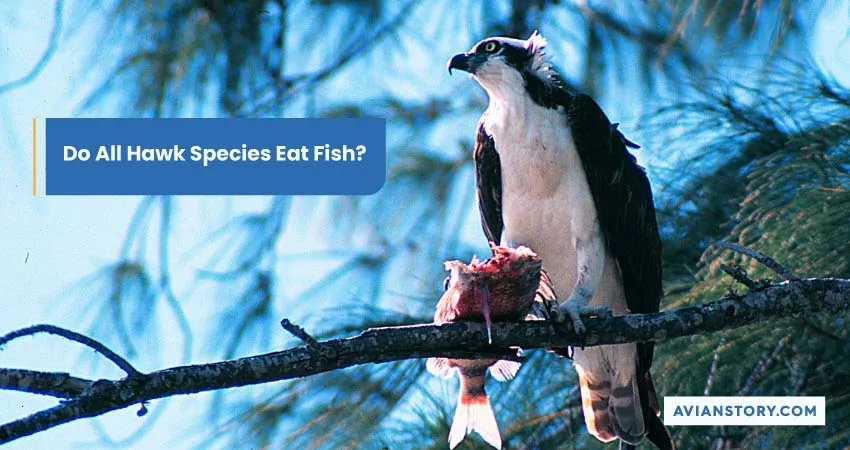 Do Hawks Eat Fish? Everything You Need To Know 1