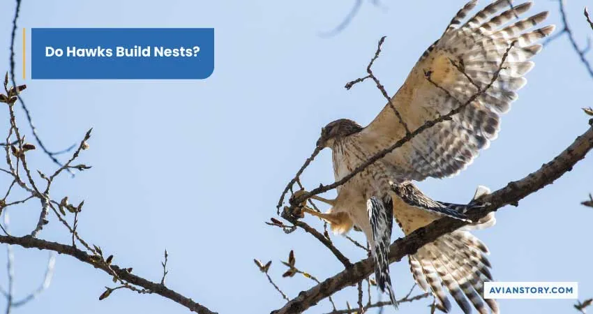 Hawks Nesting: What Does It Look Like? 2