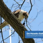 Do Hawks Eat Beavers Understanding the Predator-Prey Relationship