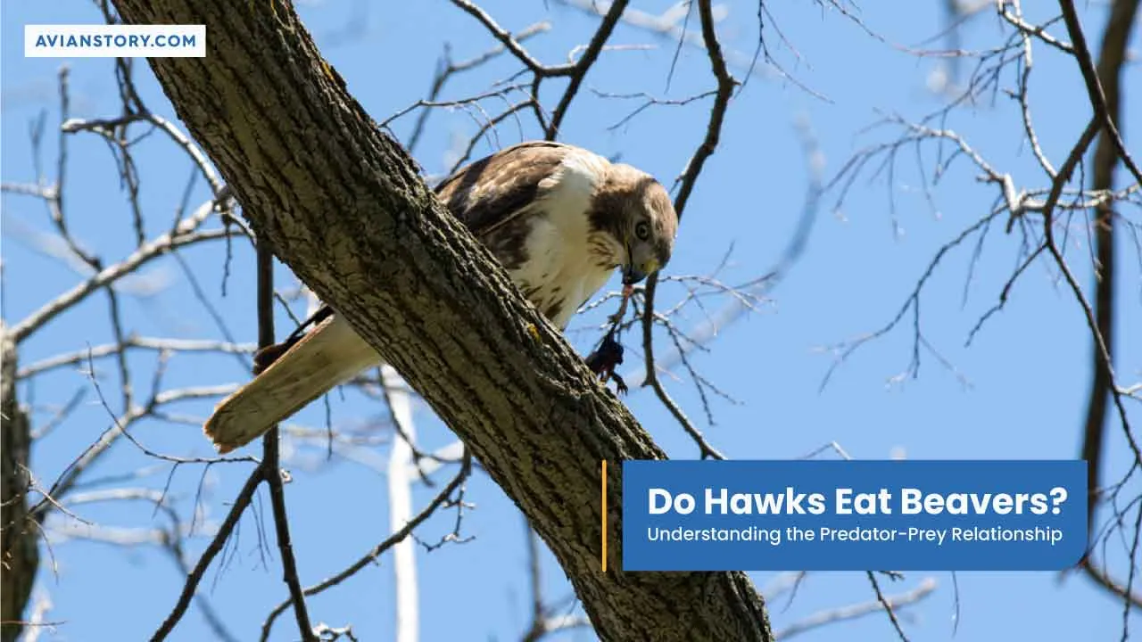 Do Hawks Eat Beavers? Understanding The Predator-Prey Relationship