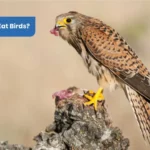 Do Hawks Eat Birds Overview of Hawk Species Hunting Techniques & Adaptations