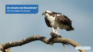 Do Hawks Eat Bluebirds All You Need To Know!