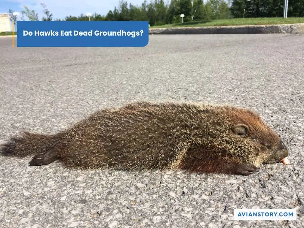 Do Hawks Eat Groundhogs? Discover the Impressing Reality! 3