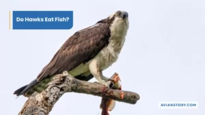 Do Hawks Eat Fish? Everything You Need To Know
