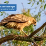 Do Hawks Eat Groundhogs Discover the Impressing Reality