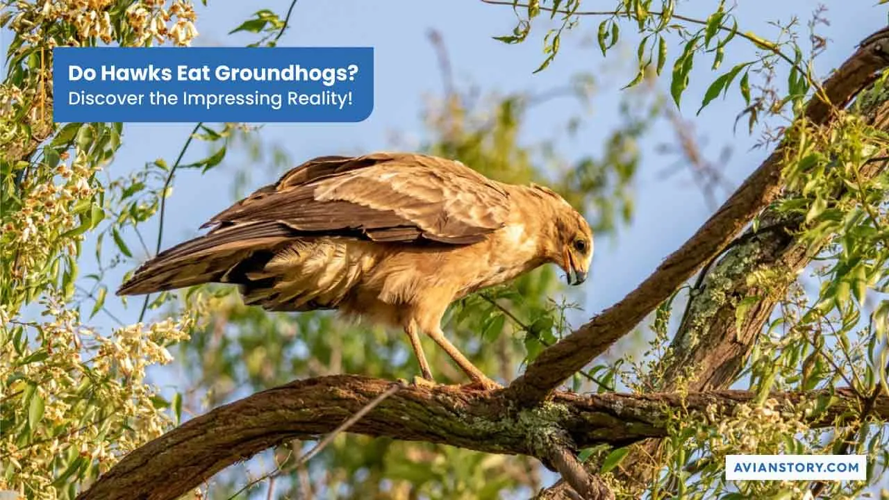 Do Hawks Eat Groundhogs? Discover The Impressing Reality!