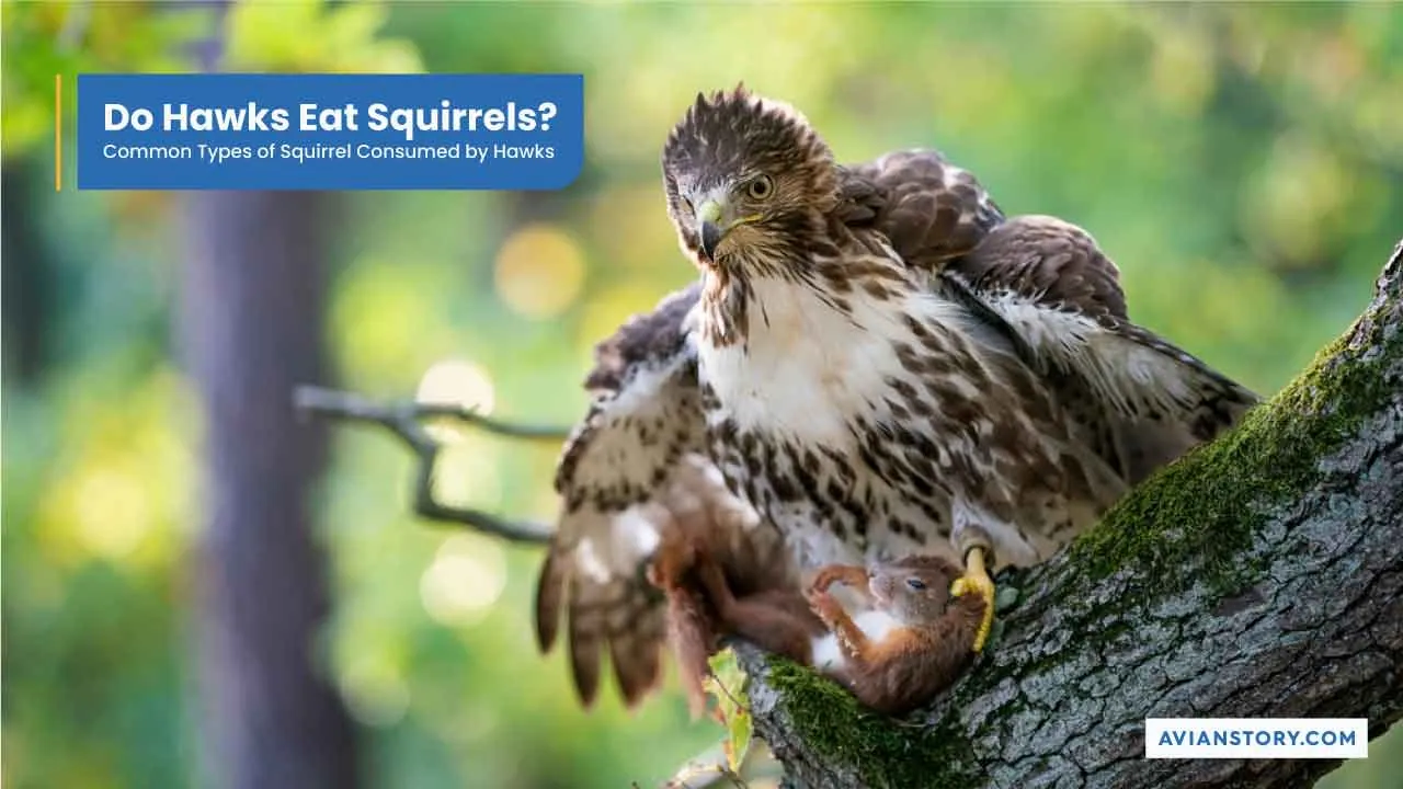 Do Hawks Eat Squirrels Common Types Of Squirrel Consumed By Hawks.webp