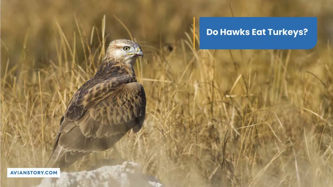 Do Hawks Eat Turkeys? Understanding The Relationship Between Hawks And ...