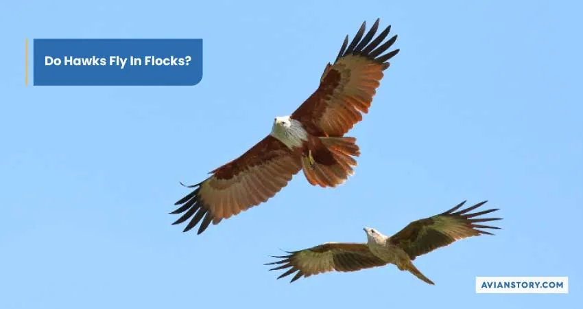 Do Hawks Fly in Groups? Hawks’ Flying Behavior 1