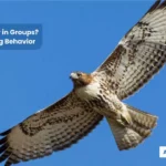 Do Hawks Fly in Groups Hawks’ Flying Behavior