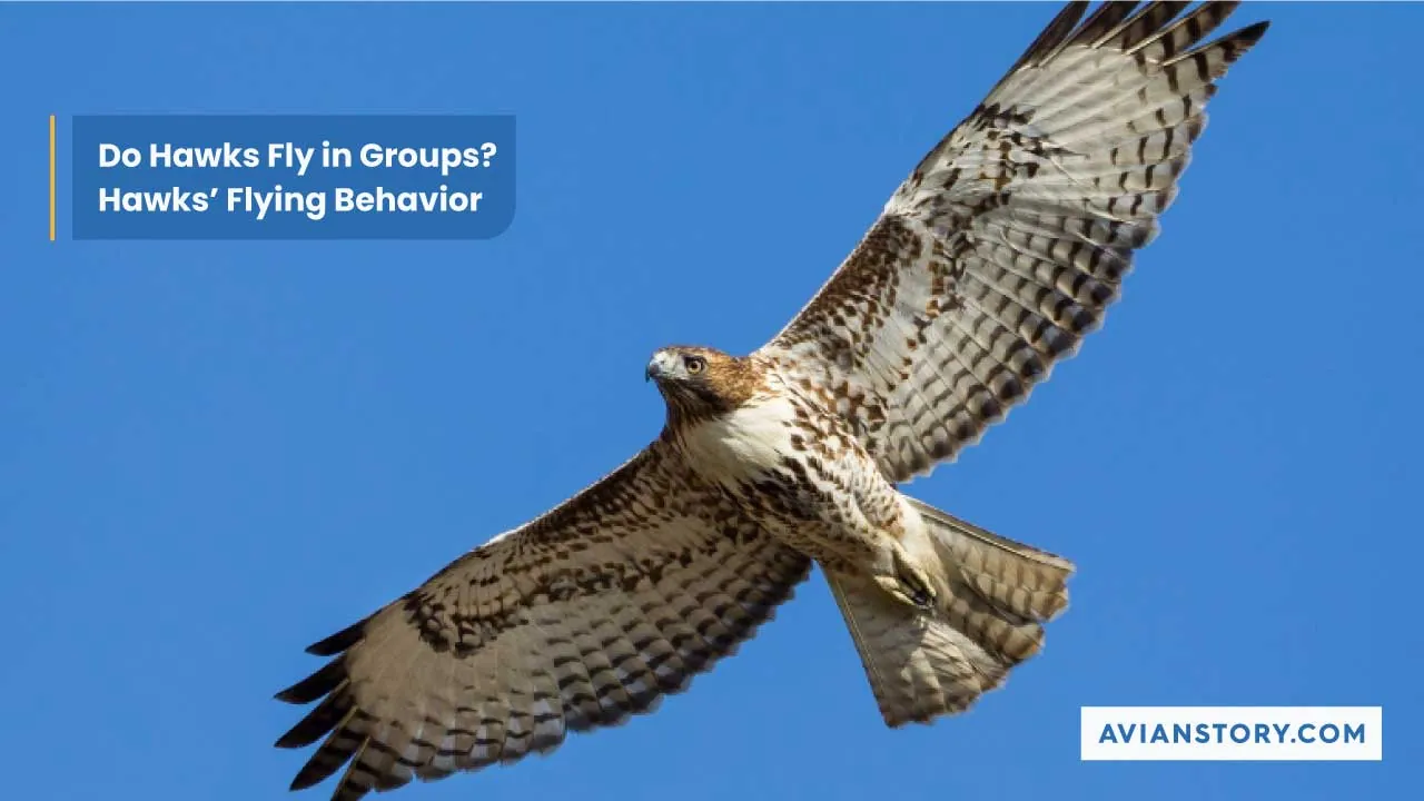 Do Hawks Fly In Groups? Hawks’ Flying Behavior