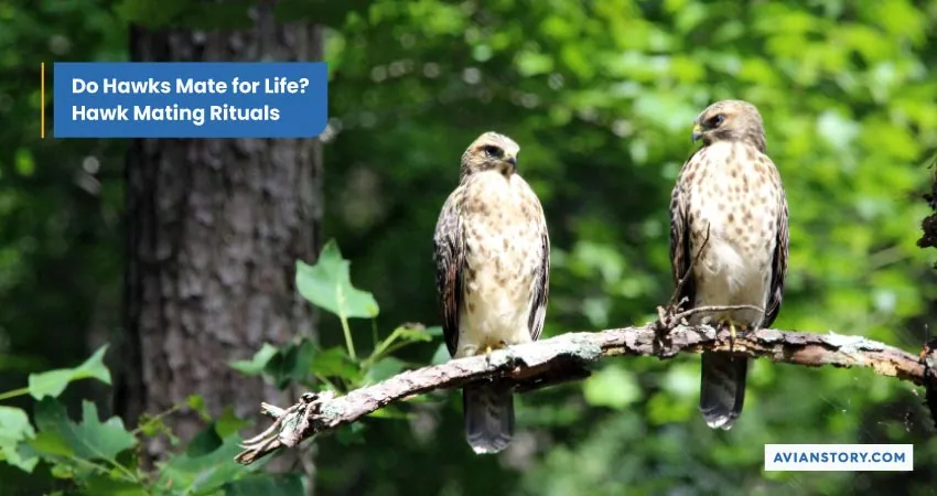 Hawk Breeding: An Insight into Their Nesting Secrets 3