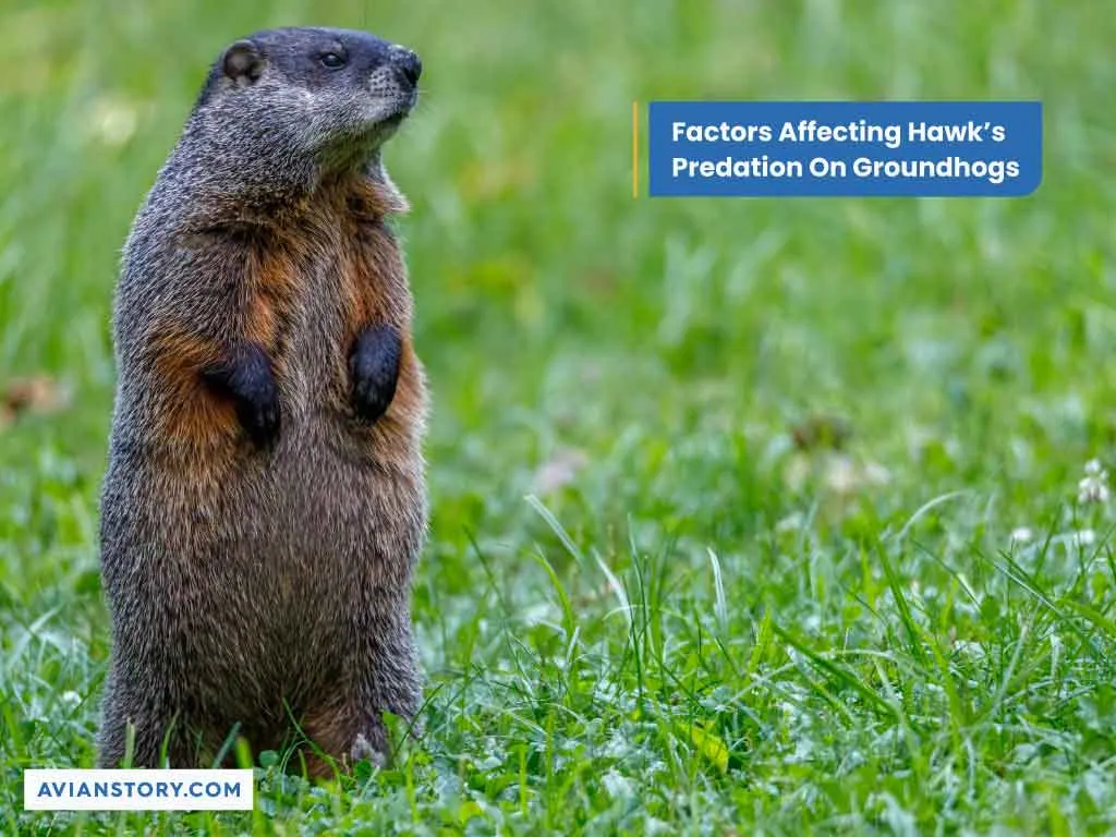 Do Hawks Eat Groundhogs? Discover the Impressing Reality! 4