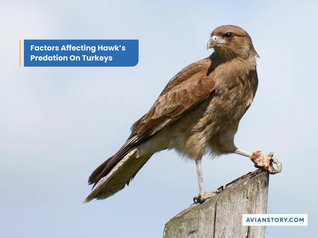 Do Hawks Eat Turkeys? Understanding The Relationship Between Hawks And Turkeys 3