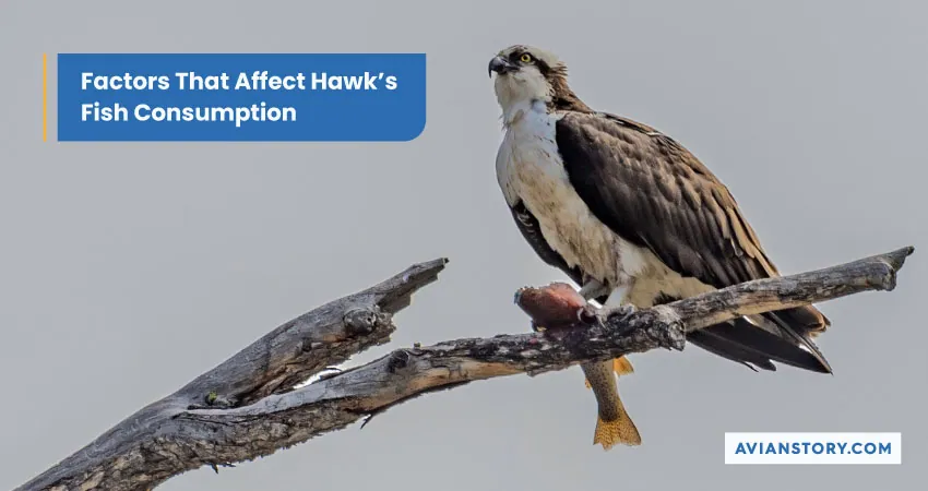 Do Hawks Eat Fish? Everything You Need To Know 3