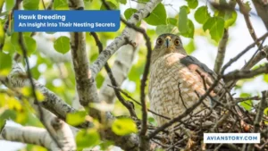 Hawk Breeding: An Insight into Their Nesting Secrets
