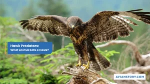 8 Hawk Predators: What Animal Eats a Hawk