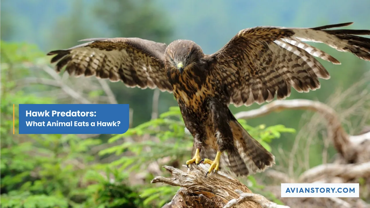 8 Hawk Predators: What Animal Eats A Hawk