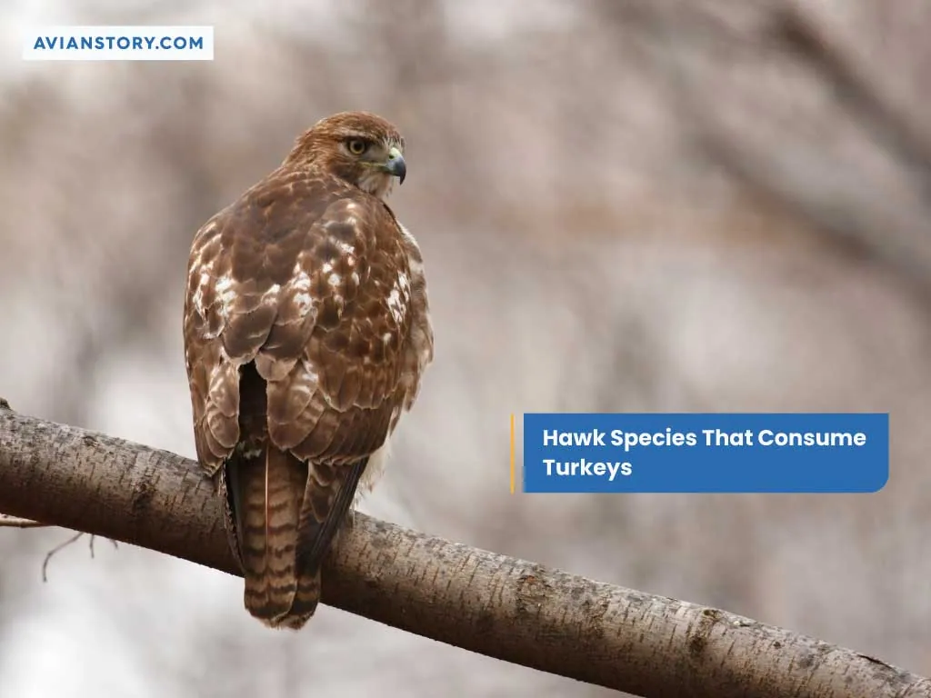 Do Hawks Eat Turkeys? Understanding The Relationship Between Hawks And Turkeys 1