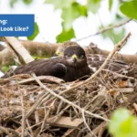 Hawks Nesting What Does It Look Like