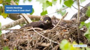 Hawks Nesting What Does It Look Like