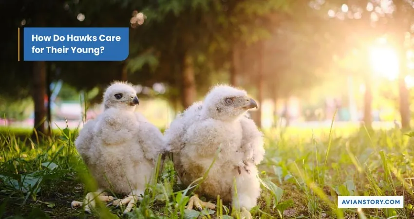 Hawk Breeding: An Insight into Their Nesting Secrets 8