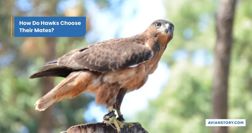 Hawk Breeding: An Insight into Their Nesting Secrets 2