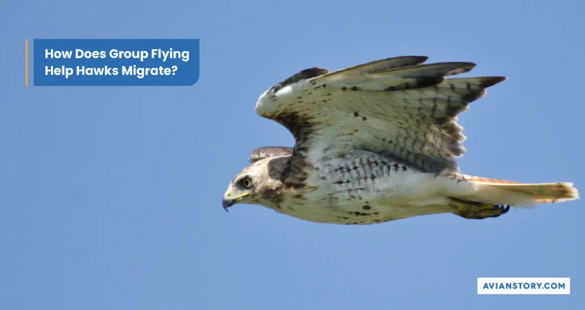 Do Hawks Fly in Groups? Hawks’ Flying Behavior 4