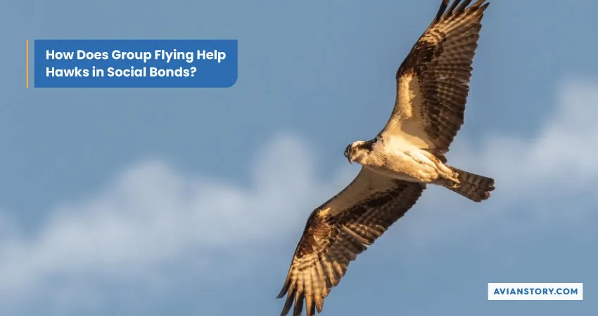 Do Hawks Fly in Groups? Hawks’ Flying Behavior 5