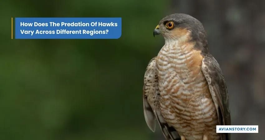 8 Hawk Predators: What Animal Eats a Hawk 5