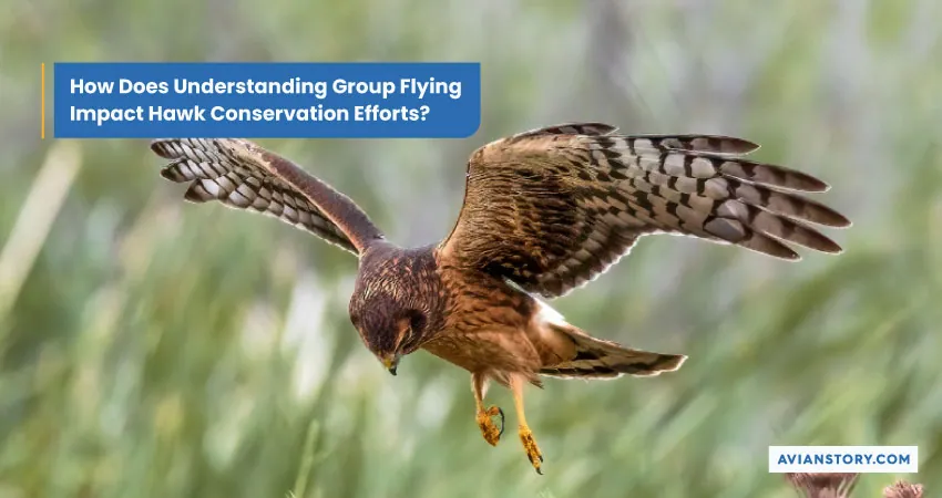 Do Hawks Fly in Groups? Hawks’ Flying Behavior 6