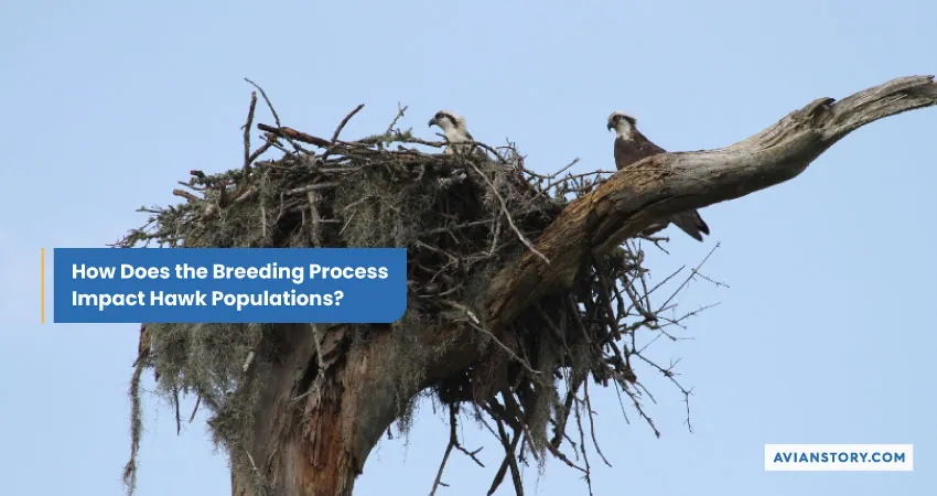 Hawk Breeding: An Insight into Their Nesting Secrets 10