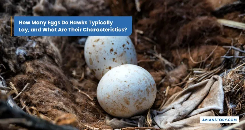 Hawk Breeding: An Insight into Their Nesting Secrets 6