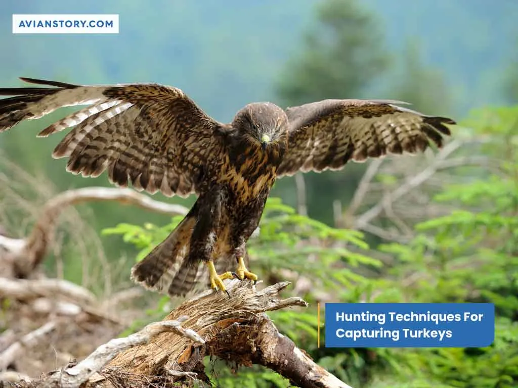 Do Hawks Eat Turkeys? Understanding The Relationship Between Hawks And Turkeys 4