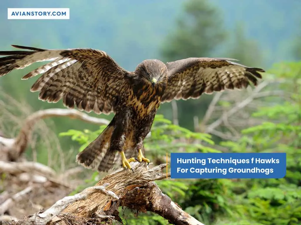 Do Hawks Eat Groundhogs? Discover the Impressing Reality! 5