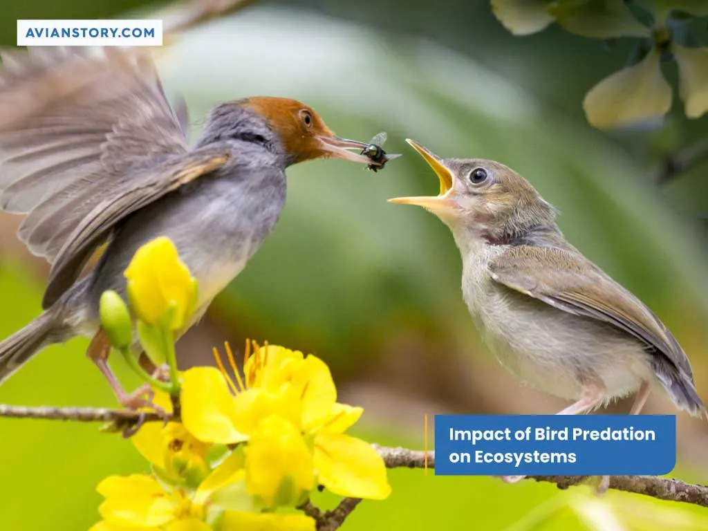 Do Hawks Eat Birds Hunting Techniques Adaptations   Impact Of Bird Predation On Ecosystems.webp