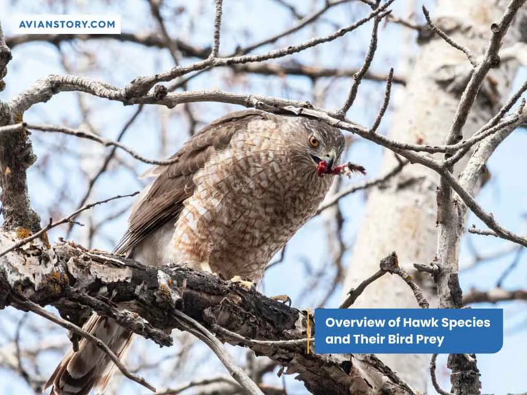 Do Hawks Eat Birds? Overview of Hawk Species, Hunting Techniques & Adaptations! 3