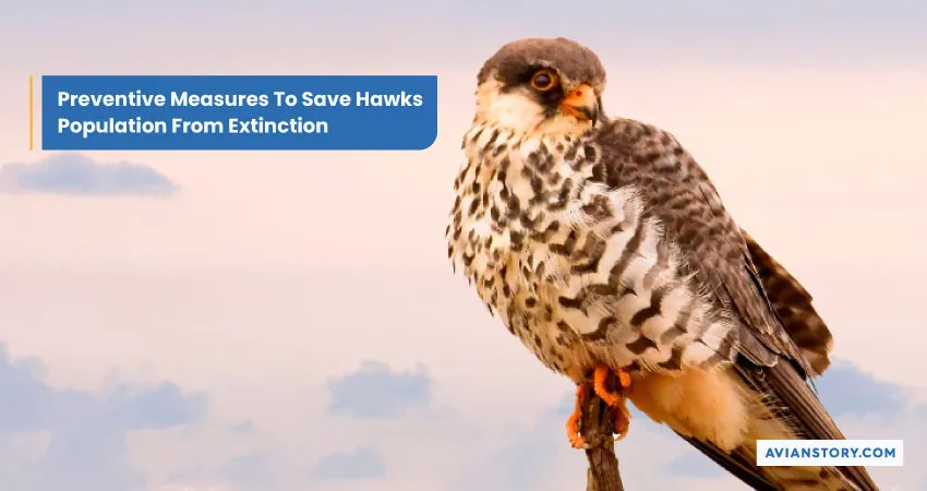 8 Hawk Predators: What Animal Eats a Hawk 6