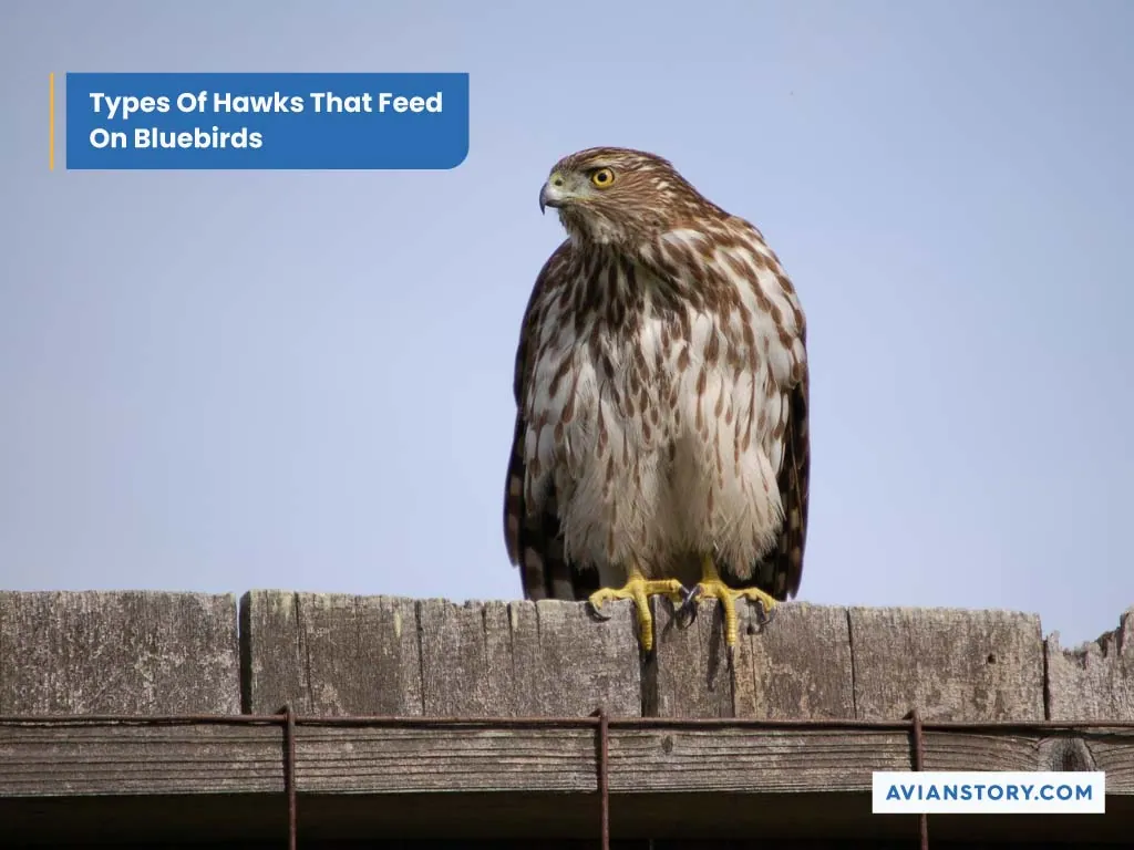 Do Hawks Eat Bluebirds? All You Need To Know! 1