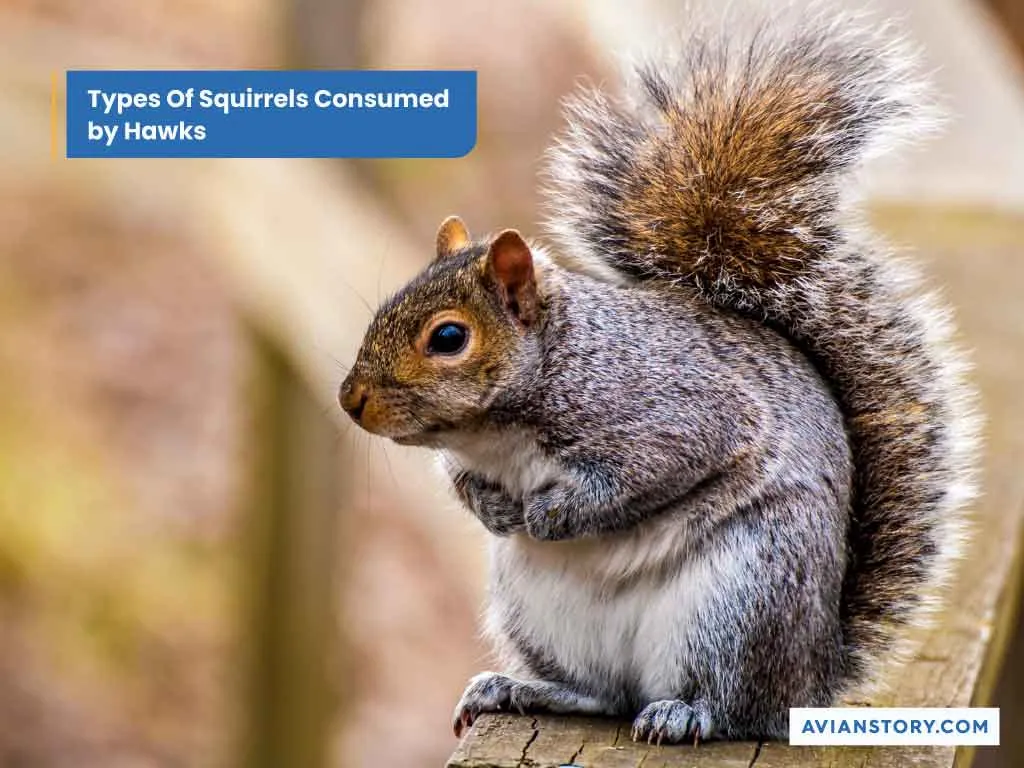 Do Hawks Eat Squirrels? Common Types of Squirrel Consumed by Hawks 1