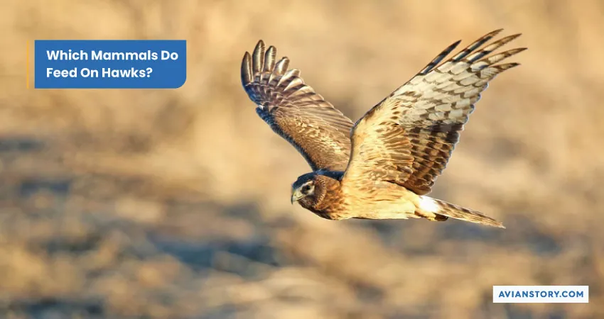 Do Hawks Fly in Groups? Hawks’ Flying Behavior 3