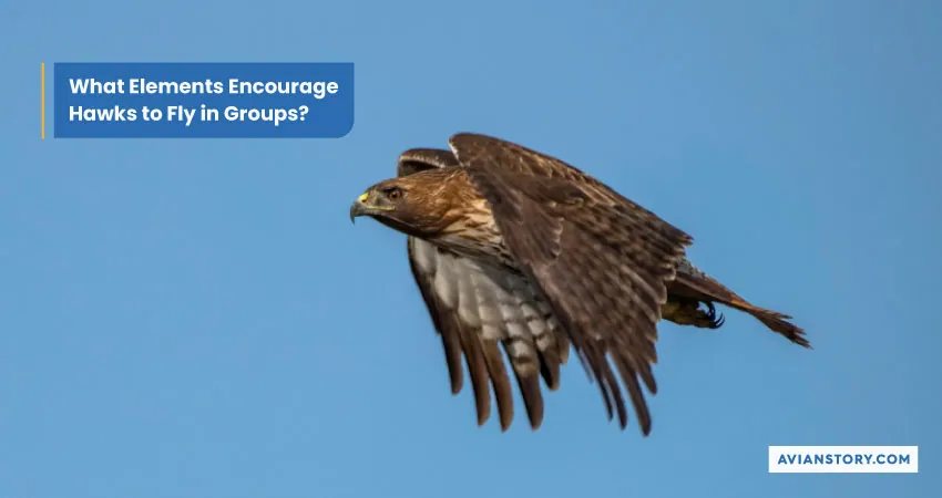 Do Hawks Fly in Groups? Hawks’ Flying Behavior 2
