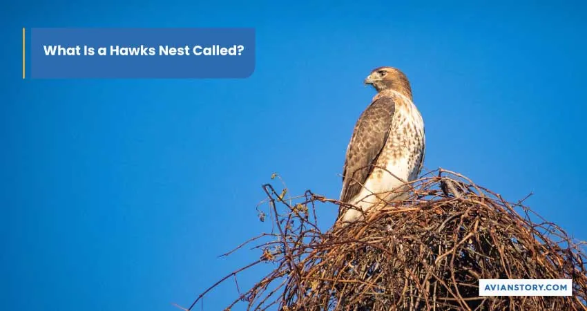 Hawks Nesting: What Does It Look Like? 1