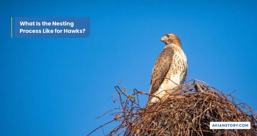 Hawk Breeding: An Insight into Their Nesting Secrets 5