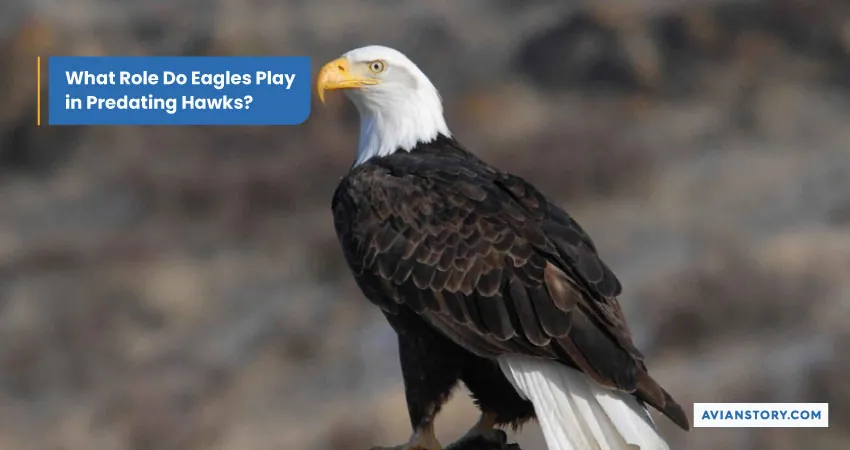 8 Hawk Predators: What Animal Eats a Hawk 2