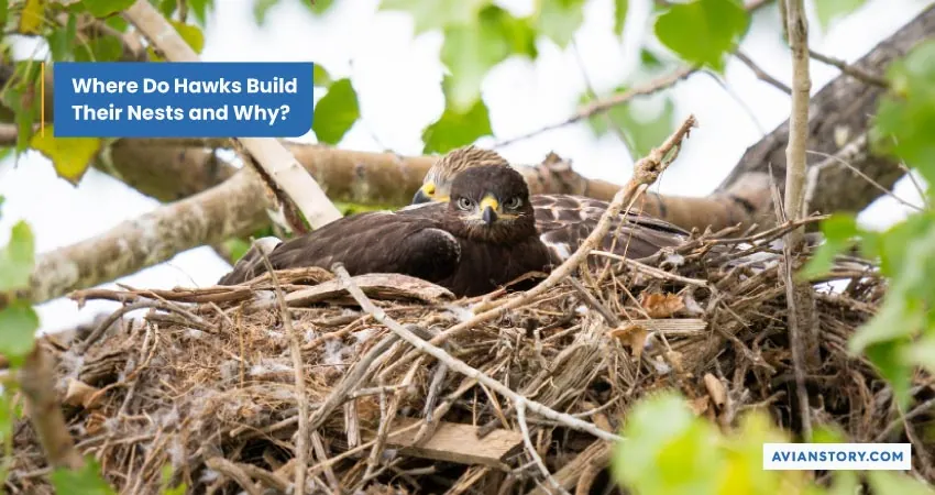 Hawk Breeding: An Insight into Their Nesting Secrets 4